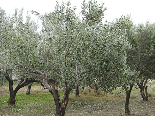 εικόνα ακινήτου