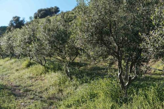 εικόνα ακινήτου